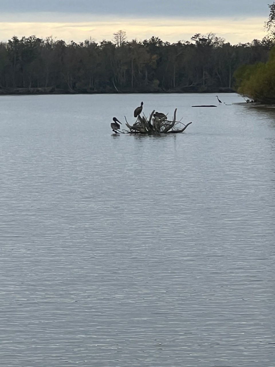 Day 31: Happy Thanksgiving from The Bayou - photo 3